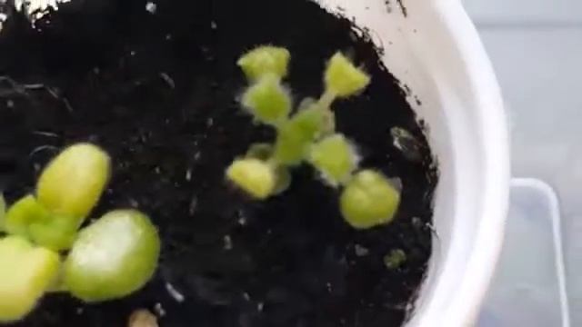 Выращивание и селекция фиалок  Фиалки из семян часть 26