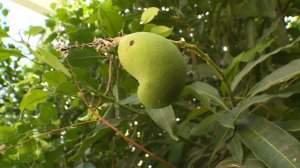 В ставропольском Ботаническом саду дала плоды финиковая пальма