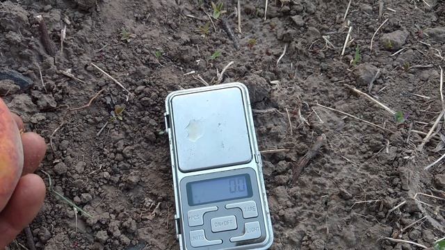 Персик Гармония. Отзывы и видео от питомника Макси Сад. смотреть онлайн