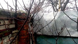 ИНЖИР ФОРМИРУЕМ КОМПАКТНОЕ ДЕРЕВО.