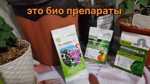 Опасные мухи? Муха минёр жрёт листья #урожайнабалконе #огороднабалконе #вредителитоматов