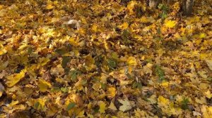 КАК УКРЫТЬ ГОРТЕНЗИЮ НА ЗИМУ