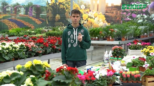 Какие цветы сеять зимой? Сеем цветы под зиму!