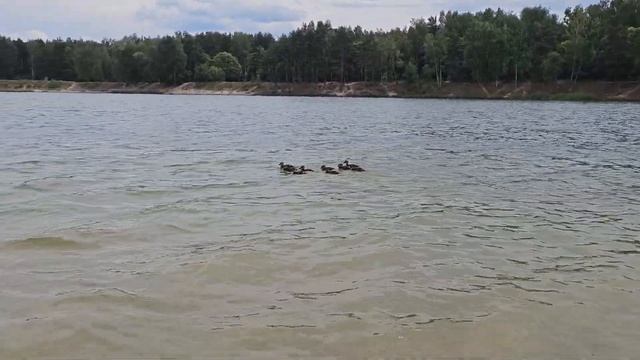 Озеро Леданово. Монино