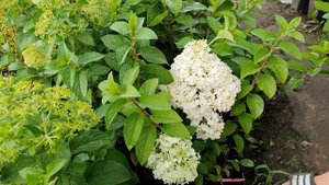 Бобо. Королева низкорослых сортов