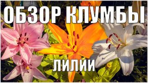 Обзор клумбы.  Лилии.  Жизнь в деревне.
