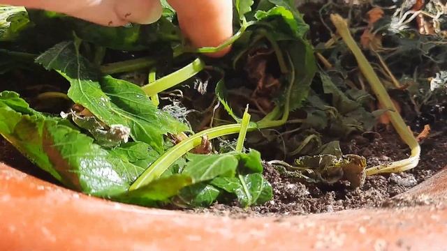 Трава у дома/ Как использовать сныть смотреть онлайн