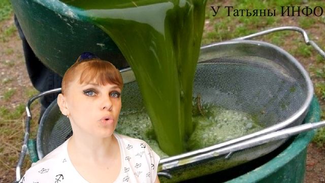 После  ЭТОГО ТОМАТЫ будете СОБИРАТЬ ВЕДРАМИ!!! Делюсь рецептом УДОБРЕНИЯ из КРАПИВЫ!