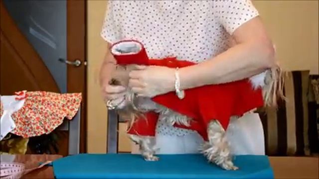Пошив удобной и  качественной одежды для собачек!  Мои модели  йорки Юнона и Бонита Выпуск № 7