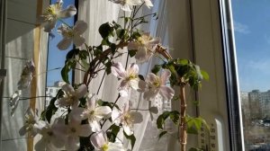 Цветение клематиса Рубенс