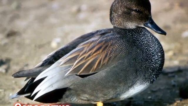 08.11.21 Птицы Красной книги Донецкой Народной Республики ч.1 смотреть онлайн