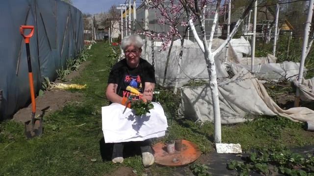 Как правильно выбрать саженцы клубники? Когда высаживать рассаду томатов, баклажан и перцев? смотреть онлайн