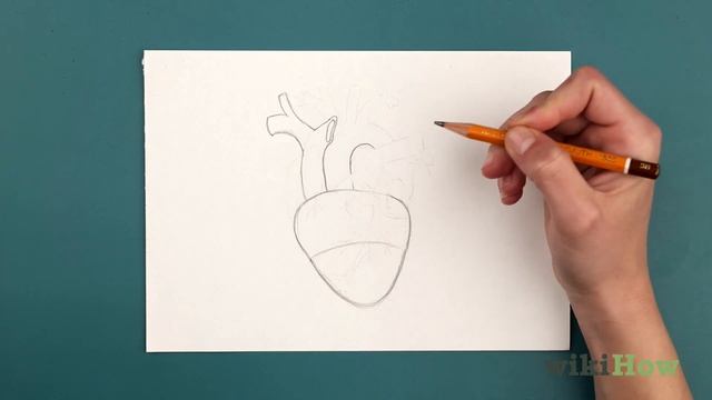 How to Draw a Human Heart