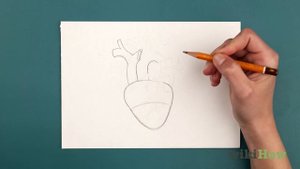 How to Draw a Human Heart