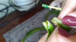 как нарастить корни и вернуть к жизни орхидею Венерин башмачок. ?÷результат.(часть первая)