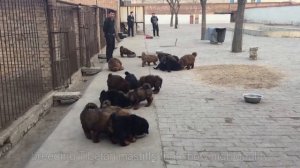 tibetan mastiff