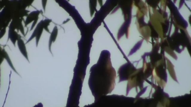 Курский соловей: Ответ на вызов соперника смотреть онлайн