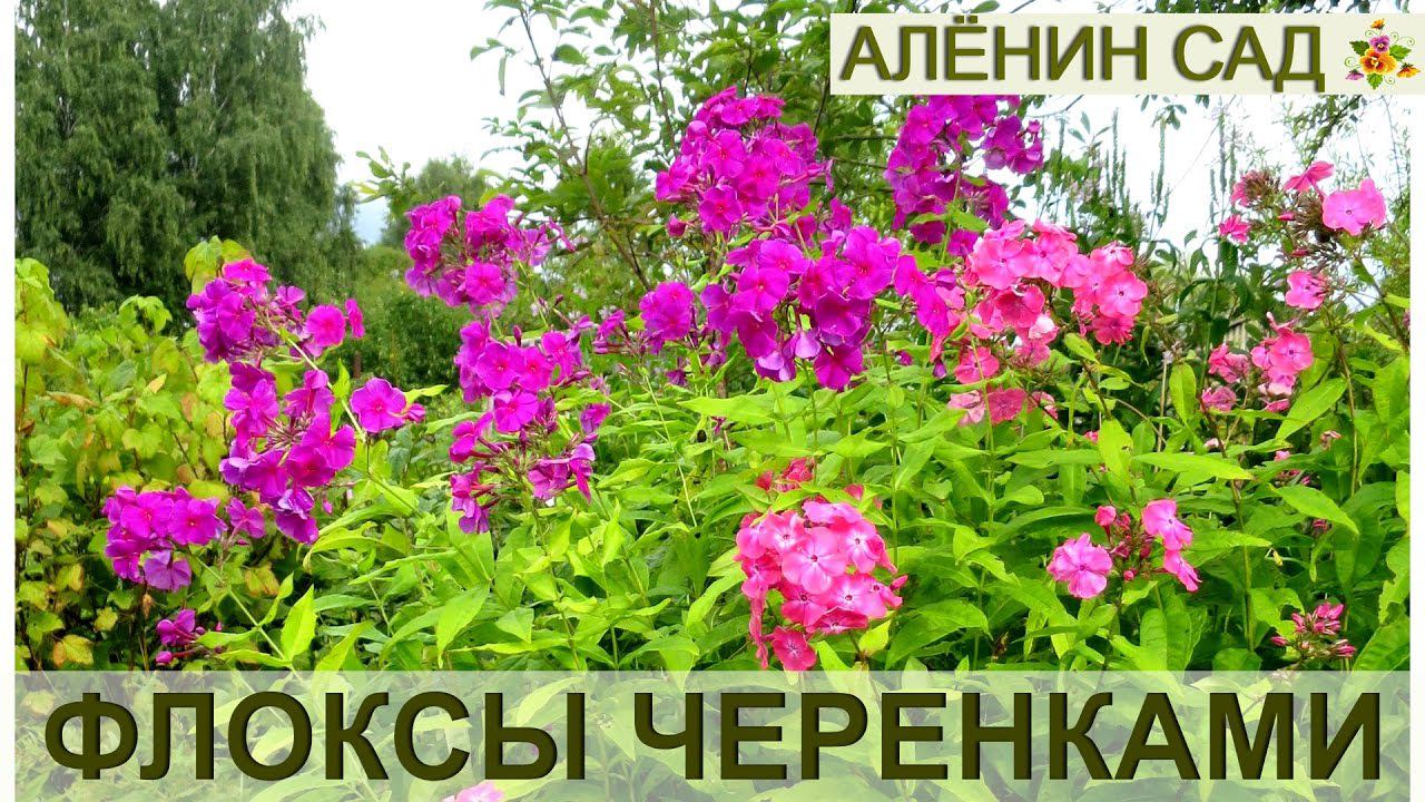 ФЛОКСЫ / Размножение флоксов черенками