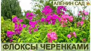 ФЛОКСЫ / Размножение флоксов черенками