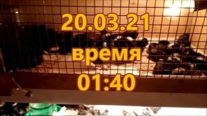 Вынимаю цыплят плимутрок первая партия / полный брудер