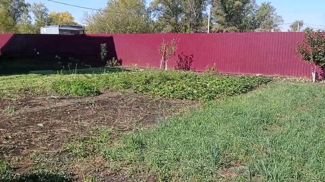 9 сентября 2023 г. Гортензии восстанавливаются после заморозков в мае. смотреть онлайн