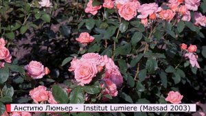 Роза Анститю Люмьер (Шраб) Institut Lumiere (Massad Франция, 2003)