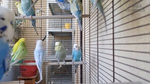 В гостях у красивой стайки волнистых попугаев