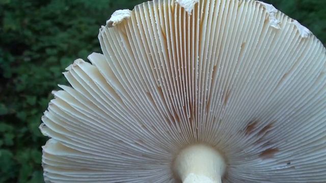 Amantia Mushroom (Amanita muscaria) Close-up