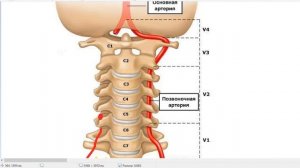 Артерии. Ветви аорты. Как понять за 60 минут?