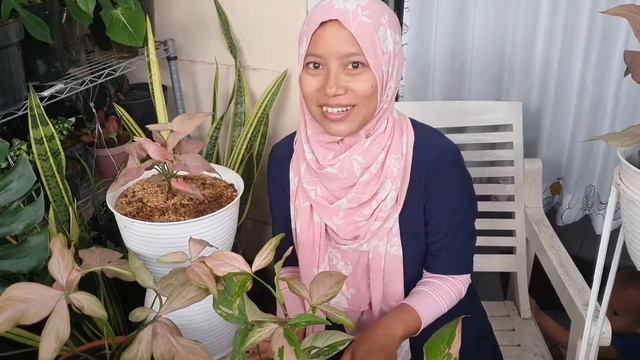 SYINGONIUM PINK!!! Awas ketagihan keindahan WARNA PINK-nya (part 2) смотреть онлайн