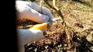Капельный полив бутылками -всё гениально и просто часть 2