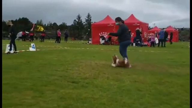 22.8.2021 cacib show iceland смотреть онлайн