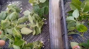 Черенкование лантаны в октябре. Подготовка маточников к зиме. Обработка от вредителей.