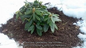 Азалия садовая — выращивание и уход на улице