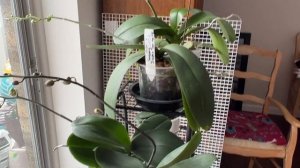 DO YOU WANT YOUR ORCHIDS TO RE-BLOOM? EASY CARE AND THE BEST RESULT!