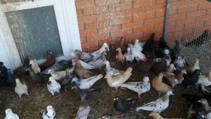 Мраморные голуби Дмитрия Полякова, Краснодарский край.  Göyərçinlər. Pigeons. Tauben. الحمام الصغير