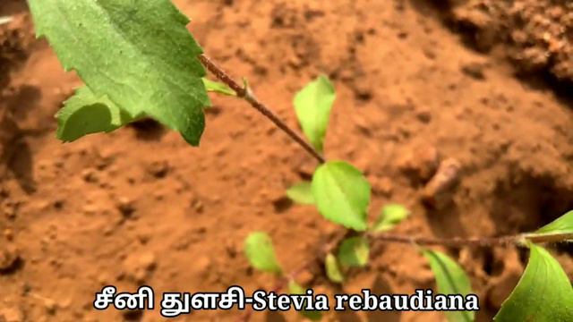 சீனி துளசி/Seeni thulasi/Stevia rebudiana/Mooligai manithan смотреть онлайн