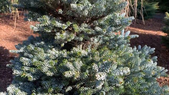 Abies Koreana ' Kohouts Icebreaker ' Miniature Korean Fir  March 12, 2020