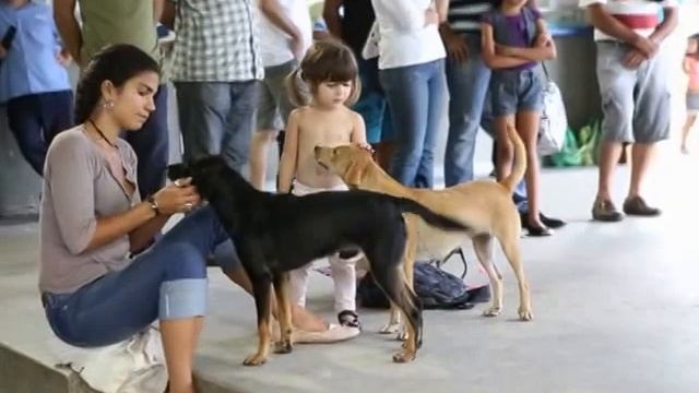 perros de tango - Cachoeiras de Macacú -El Choclo смотреть онлайн