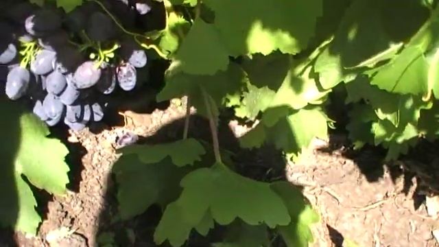 сорт винограда Кодрянка смотреть онлайн