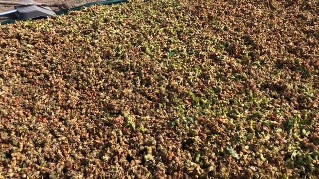 Фундук Трапезунд - промышленный сорт фундука. Урожайность, лучший из лучших. смотреть онлайн