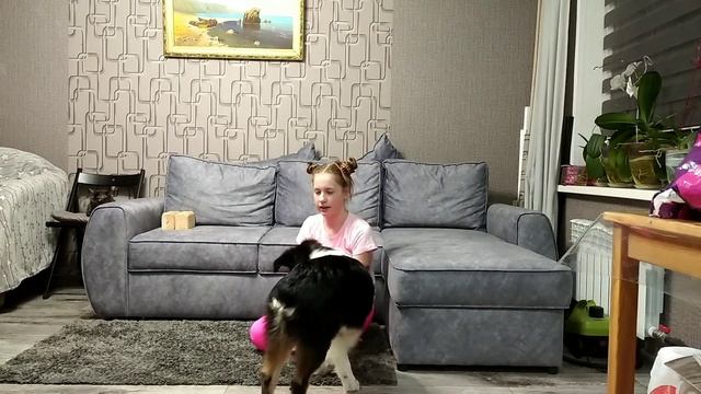 ДРЕССИРОВКА щенка АУССИ 6 месяцев! Что умеет Брайтон!? смотреть онлайн