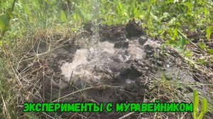 Эксперименты с муравейником