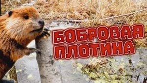 БОБРОВАЯ ПЛОТИНА