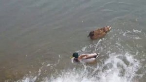 Селезень и Утка. Романтическая история на пруду