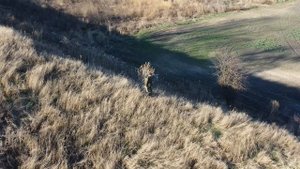 Охота с дроном