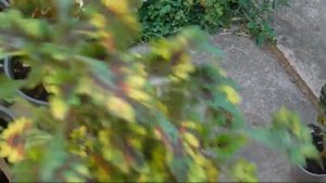 Колеусы от канала "Марина и Цветочные Друзья"