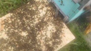 Пчеловодство. Очень быстрый и эффективный способ подсилить отводок или слабую семью.