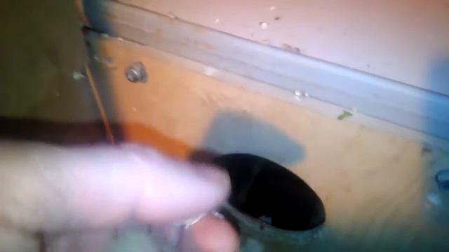 Как быстро растут птенцы. У корелл птенец альбинос. смотреть онлайн