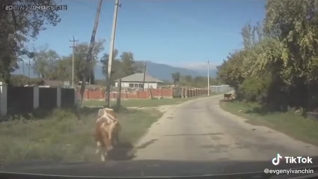 бессмертная корова смотреть онлайн